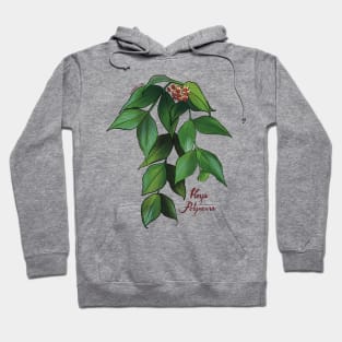 Hoya polyneura in bloom Hoodie